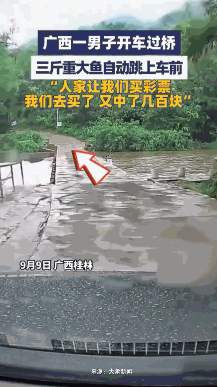 “这就是命啊！”9月9日，广西桂林，一男子开车过桥，突然，一条3斤重的大鱼从河里