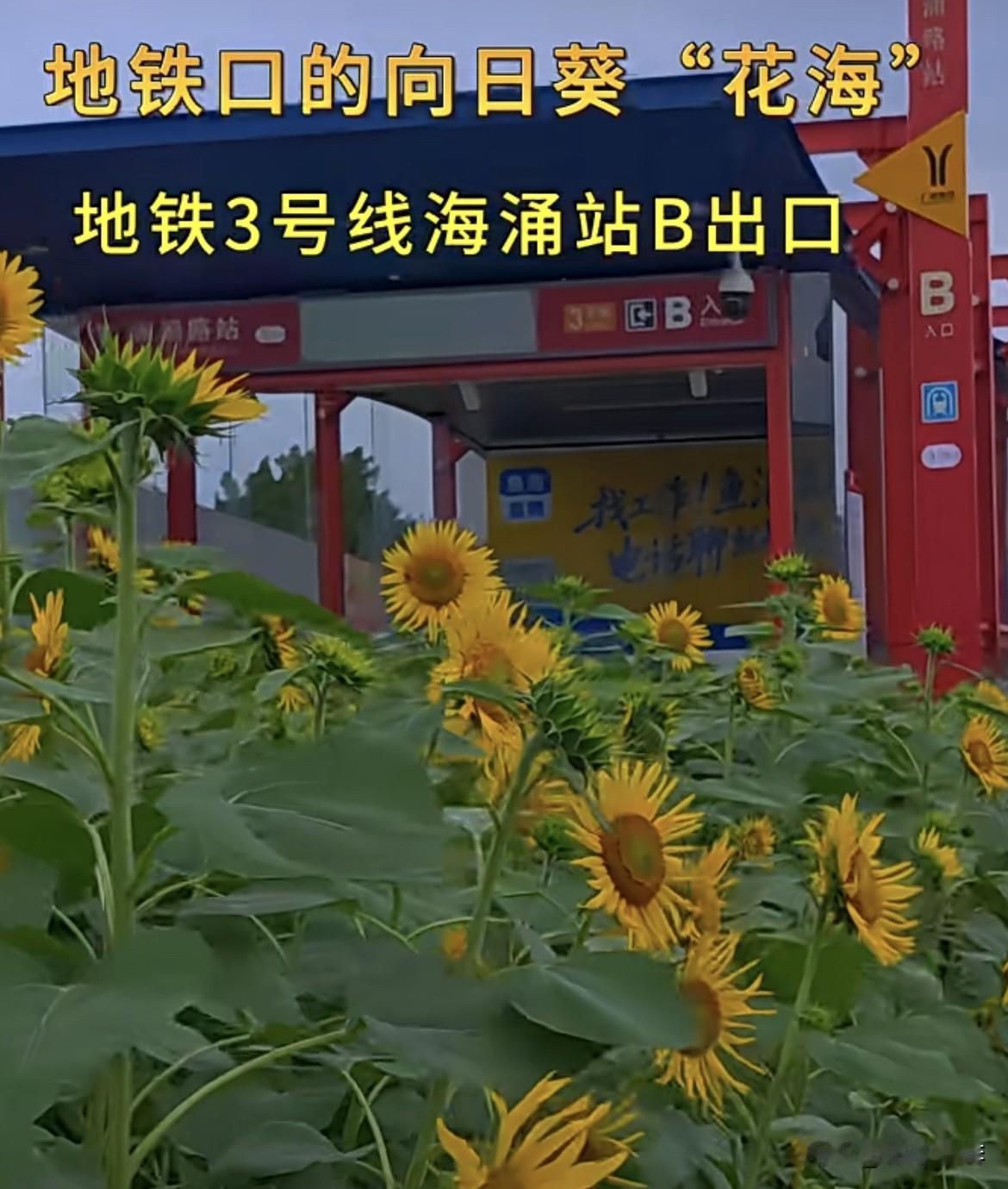 地铁口的向日葵“花海”
地铁3号线海涌站B出口
随拍