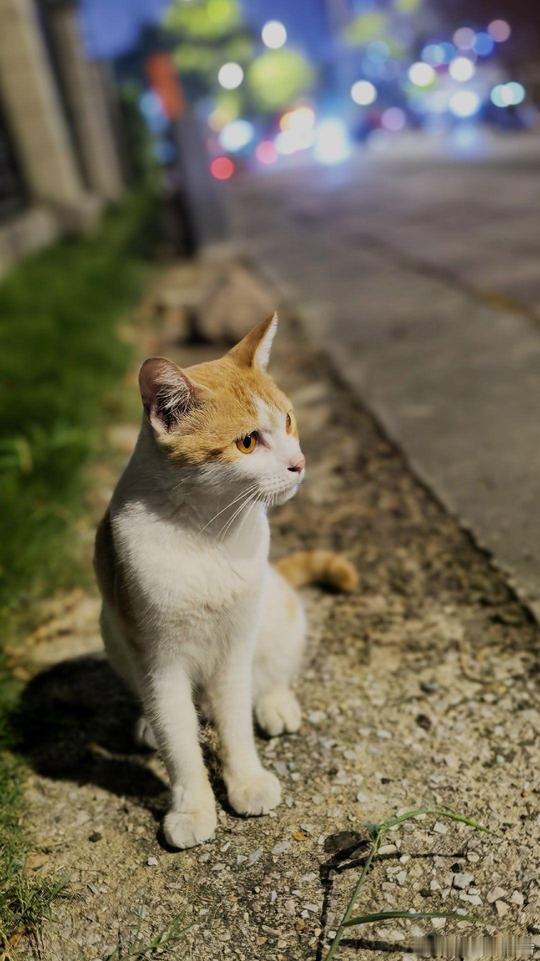 路遇一只小橘，喊了一声“咪咪”，跟了我一路，可惜我没带猫罐罐。好乖的喵，还想蹭我