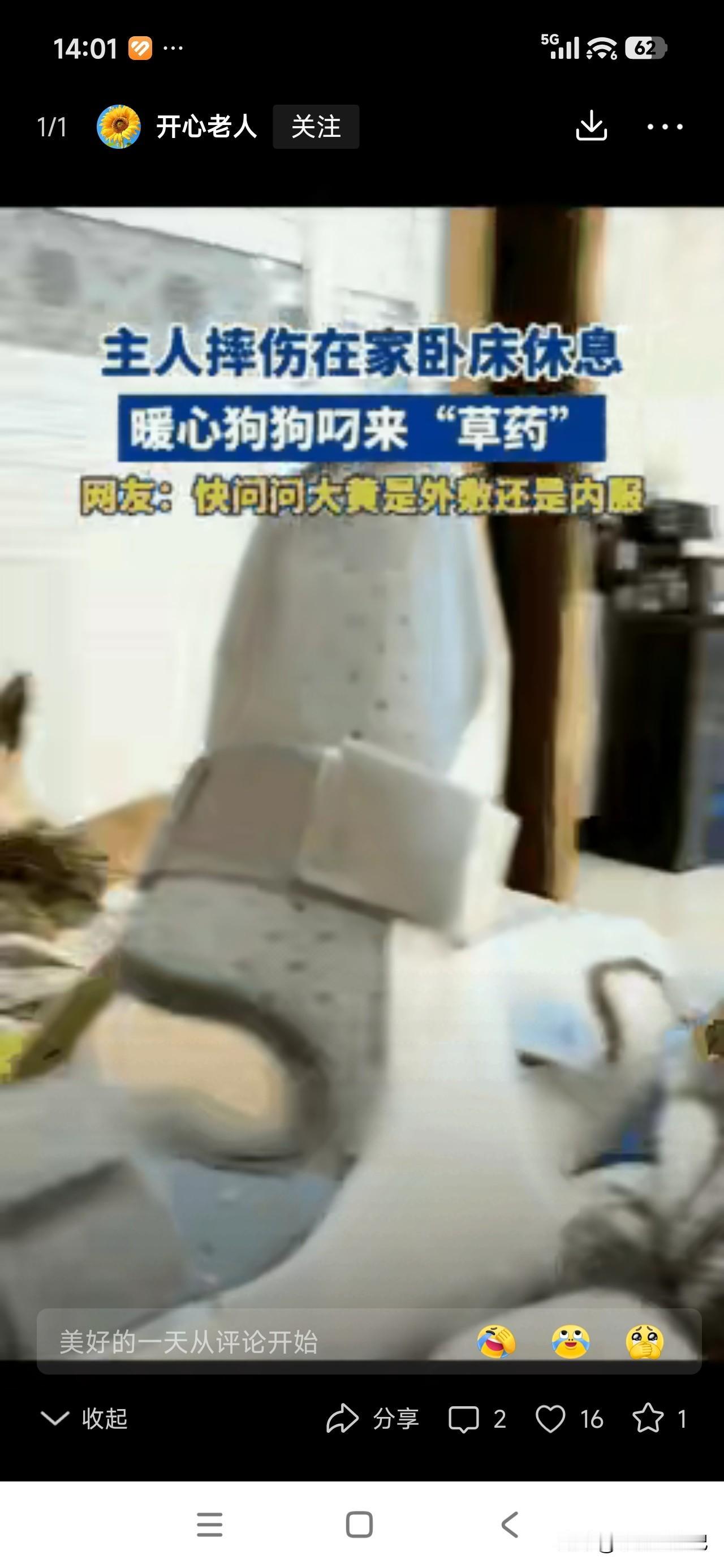 破防了！全网最通人性的土狗，每天上山采药，给摔伤的主人疗伤😭
 
浙江丽水一位
