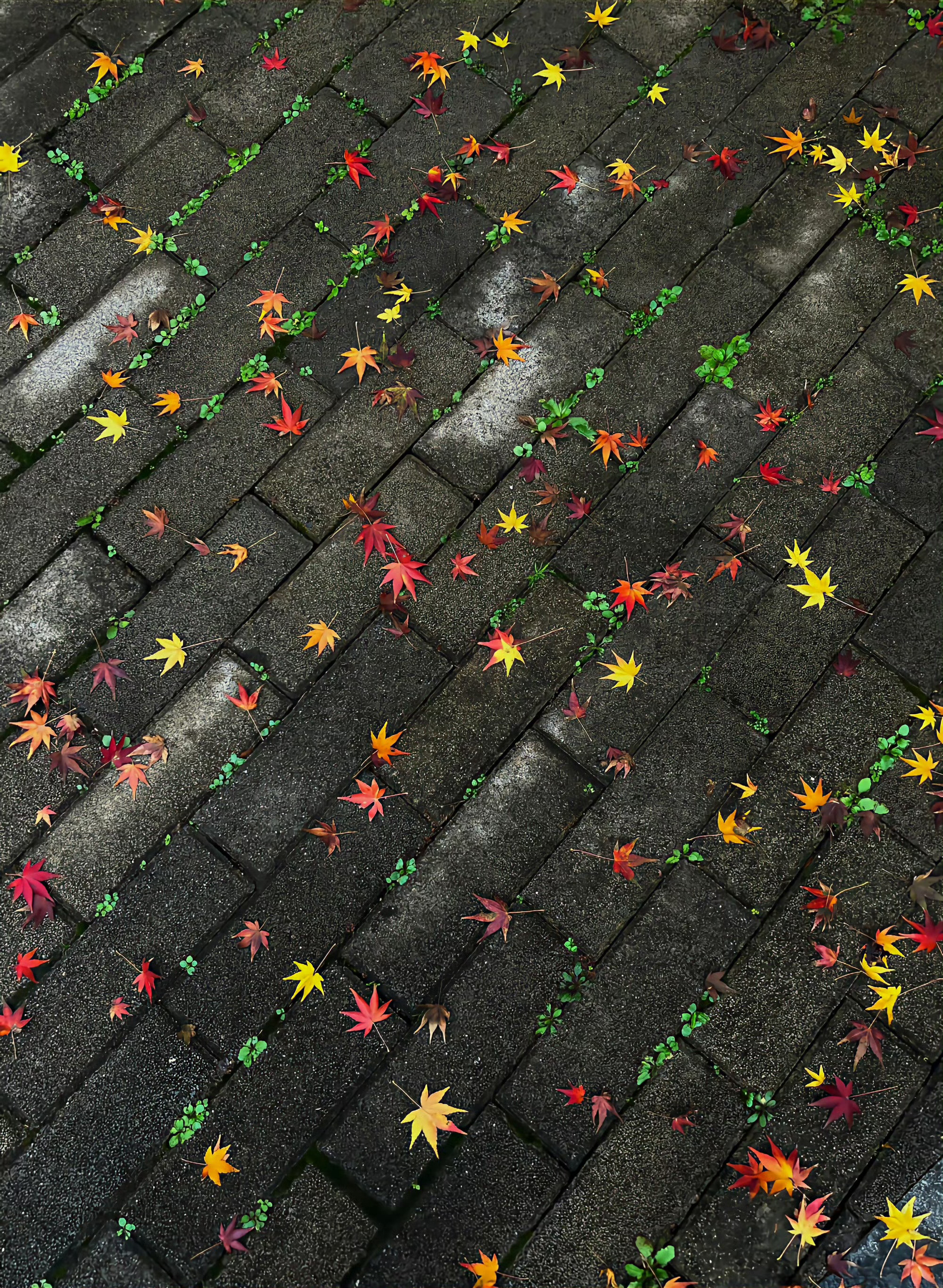 期待秋天🍂 