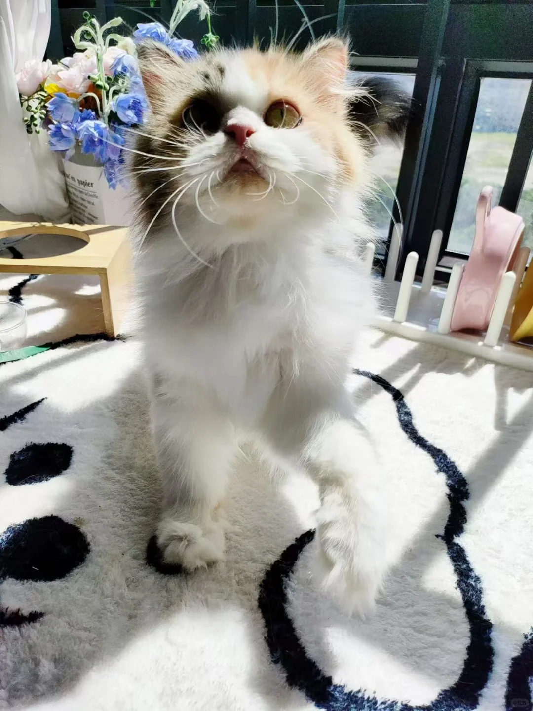 让我看看谁家还没有哈基咪