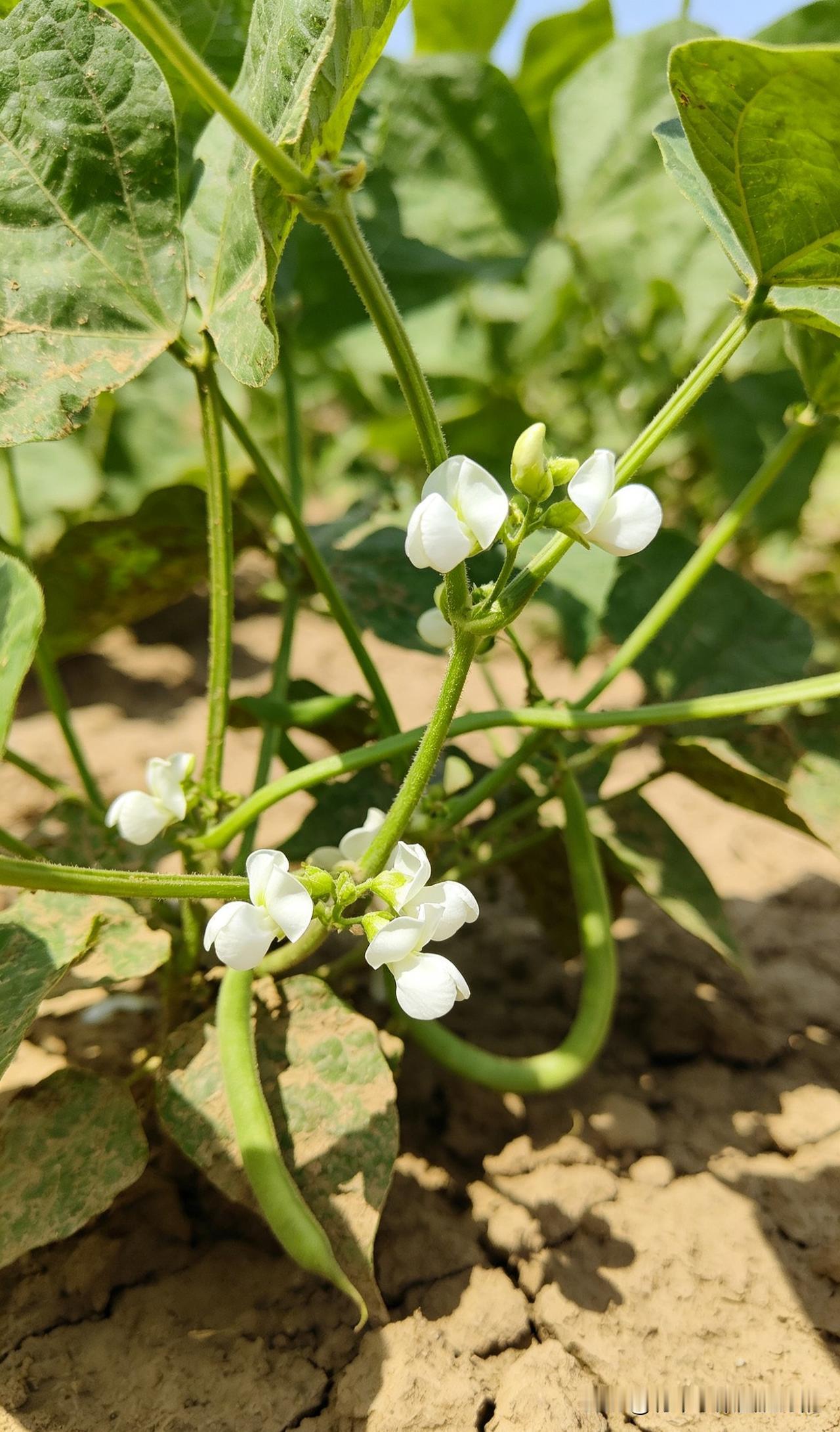 豆角黄瓜西红柿辣椒茄子想高产，这几个技巧记牢！
豆角开花别浇大水，等豆荚长到2厘