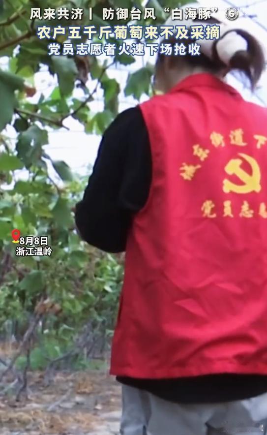 温岭志愿者与台风竞速抢收五千斤葡萄台风逼近台州红马甲抢收帮销两不误台风 “白海豚