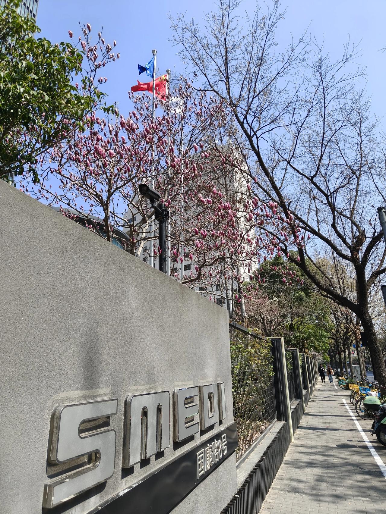 午休时间去拍玉兰花了！

紫色的还没完全盛开，

下周应该是最佳观赏期~🌸🌸