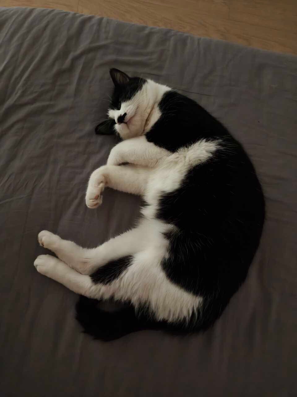 “猫科动物睡觉很警惕。。”daily奶牛猫 （投稿：） 
