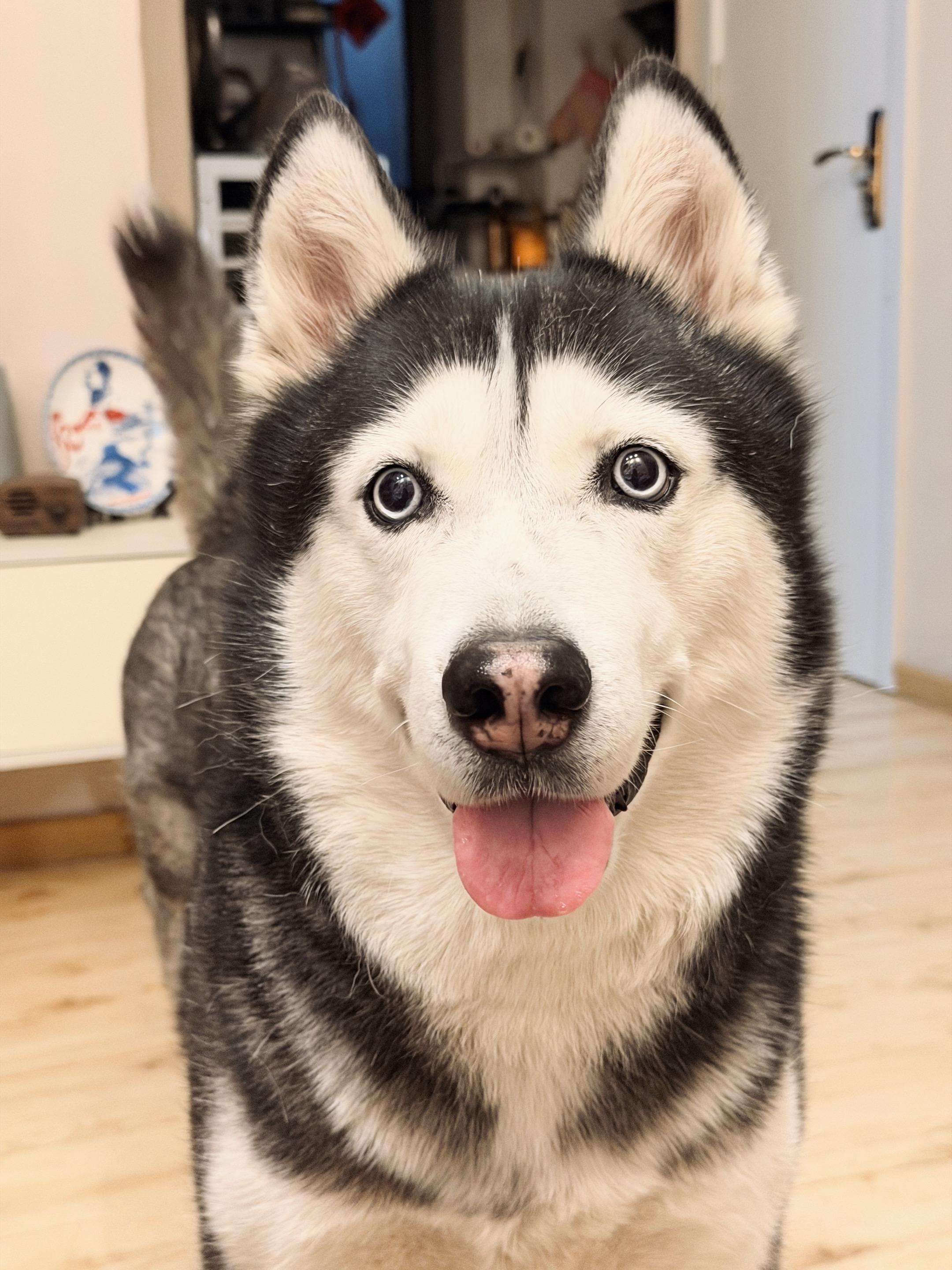 这只可爱的小狗8岁啦🎂 宠物是时间的参照物在第八年的开始更加具像化了～