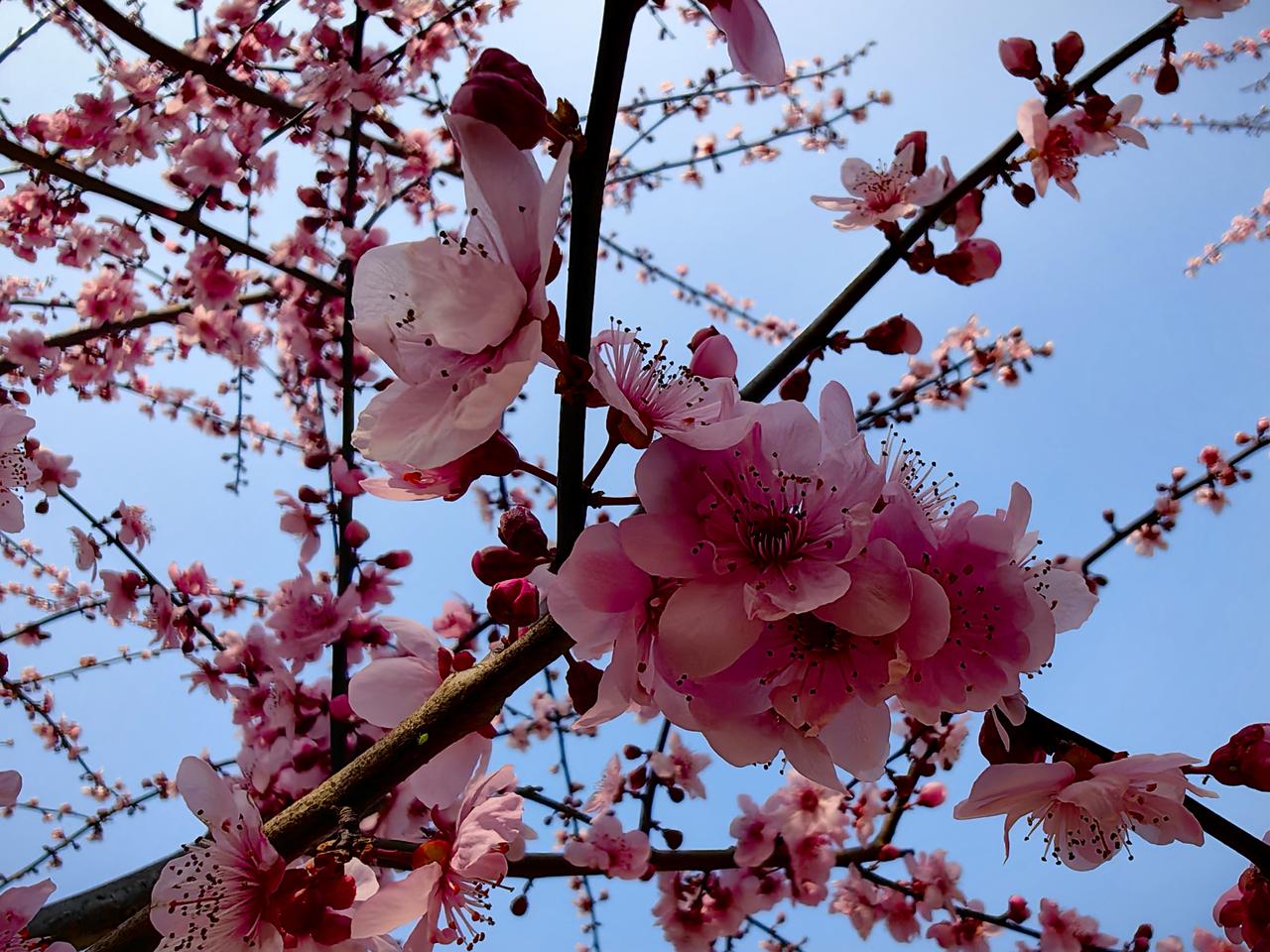 晒晒你拍过的春景春天到处是美景，这是小区旁边的几支晚梅，别的地方梅花都谢了，这几