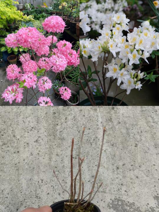 珀西尔 粉绣球小苗 限量