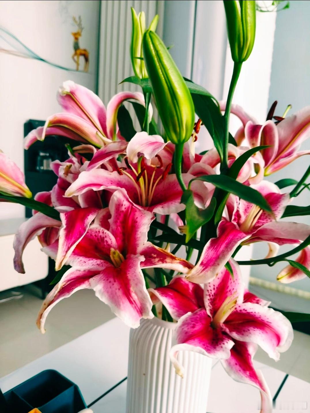 晨光吻过花瓣，新的一天，愿你如百合般从容，自带温柔底气，也被世界温柔以待。 