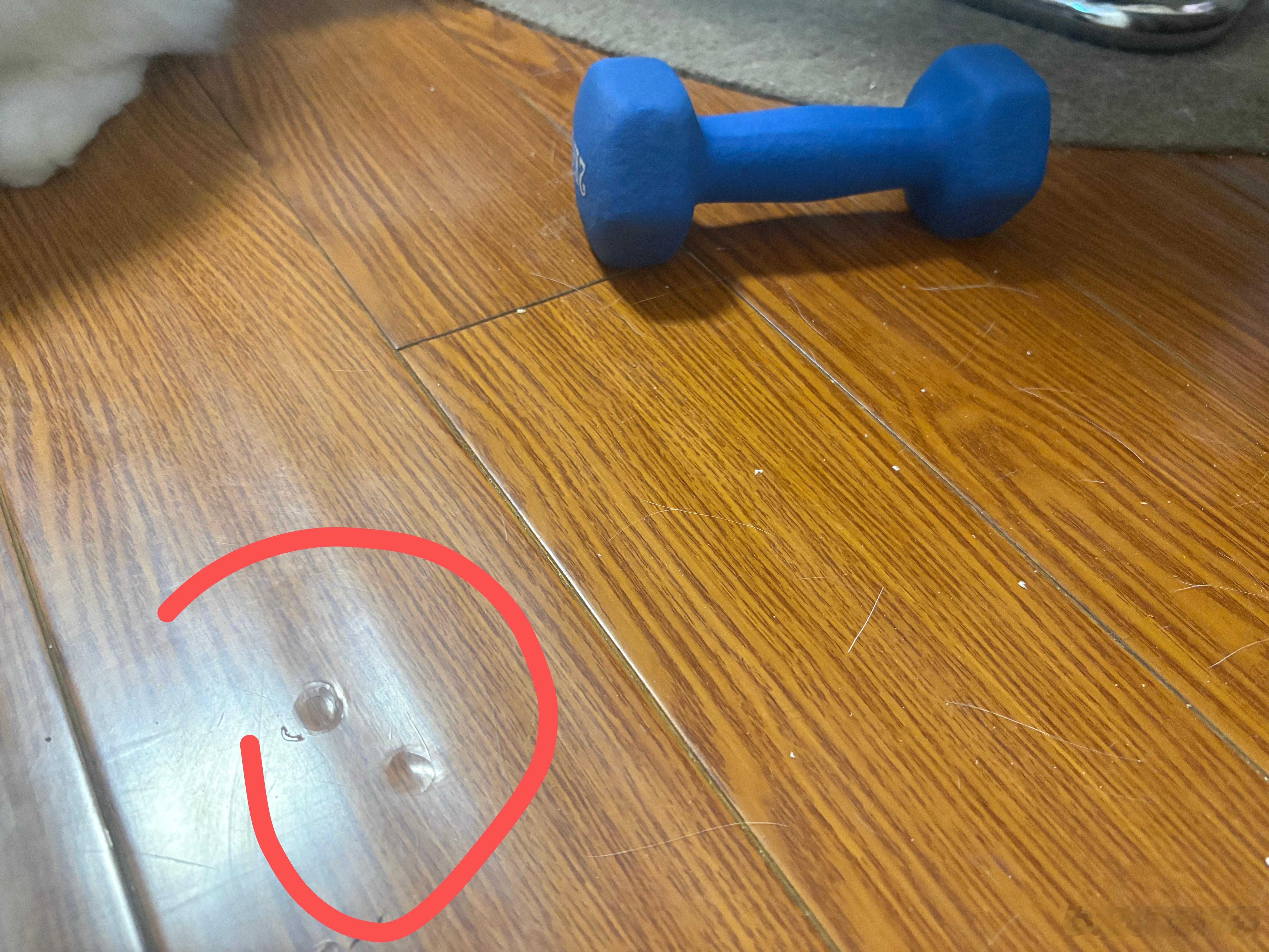 我的猫把我的哑铃从飘窗上往地上推，直接两个大洞[苦涩][苦涩]真是大力选手 ​​