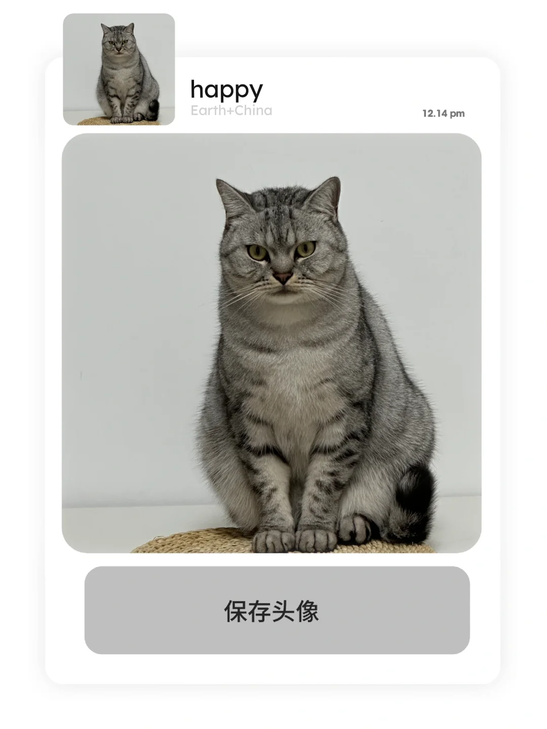 坐姿很正的小猫