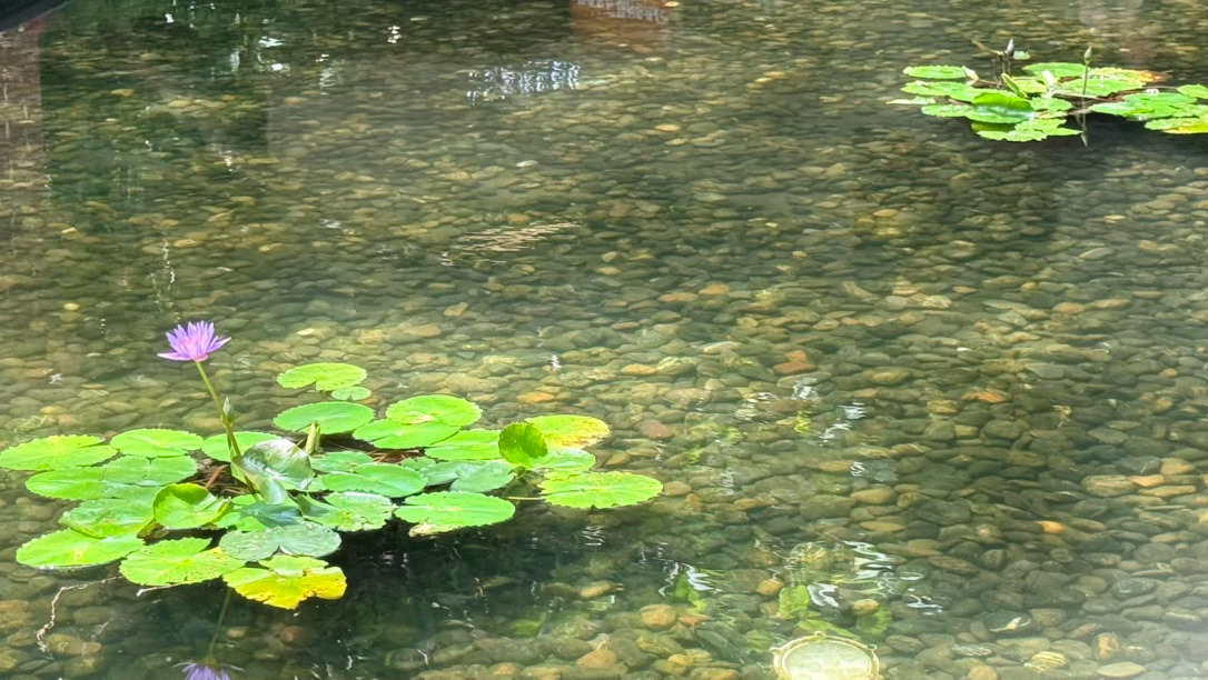 夏日莲荷，抚平所有浮躁。 