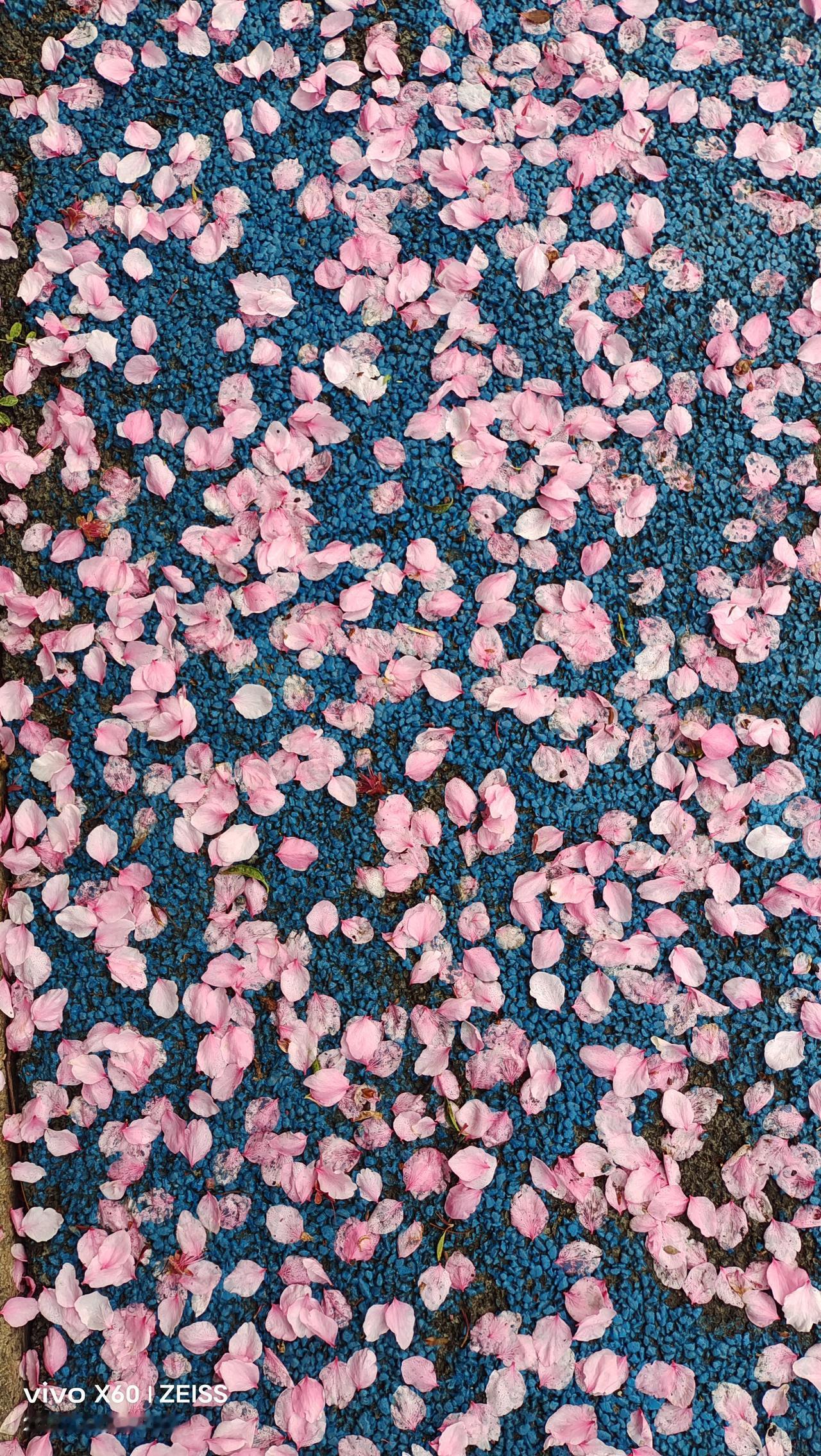 都说春雨贵如油还真是。大地经过昨天一天的下雨滋润，
随处可见的山花烂漫，那些被雨