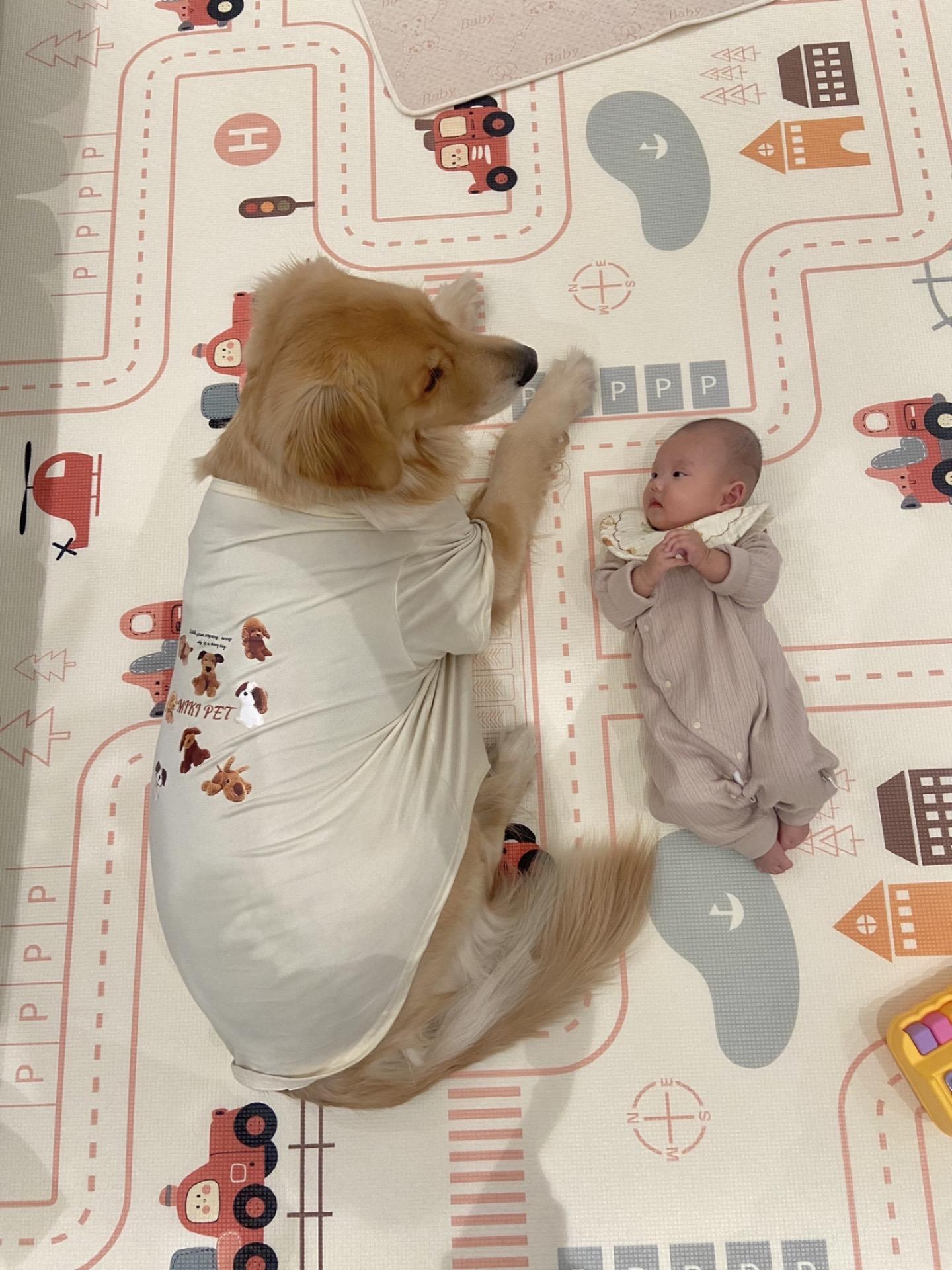 姐姐三岁 外卖快递到门口从来不叫，从不拆家，在家会自己上厕所，从不翻垃...