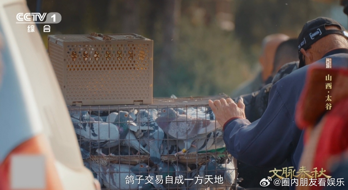 鸽子的尾巴居然能化作乐器山西这里的鸽子竟会唱戏曲 不用乐器伴奏，太谷鸽子自带“戏