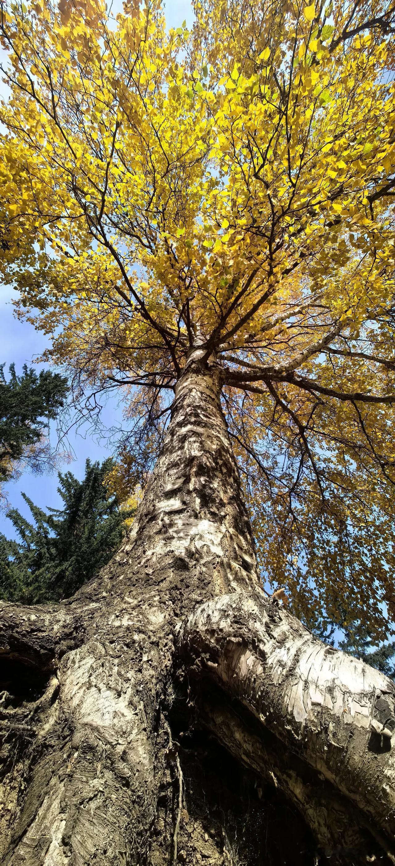 可可托海的秋，灵魂藏在河谷的白桦林里。
秋霜掠过阿尔泰山，白桦褪去青绿，一树树晕