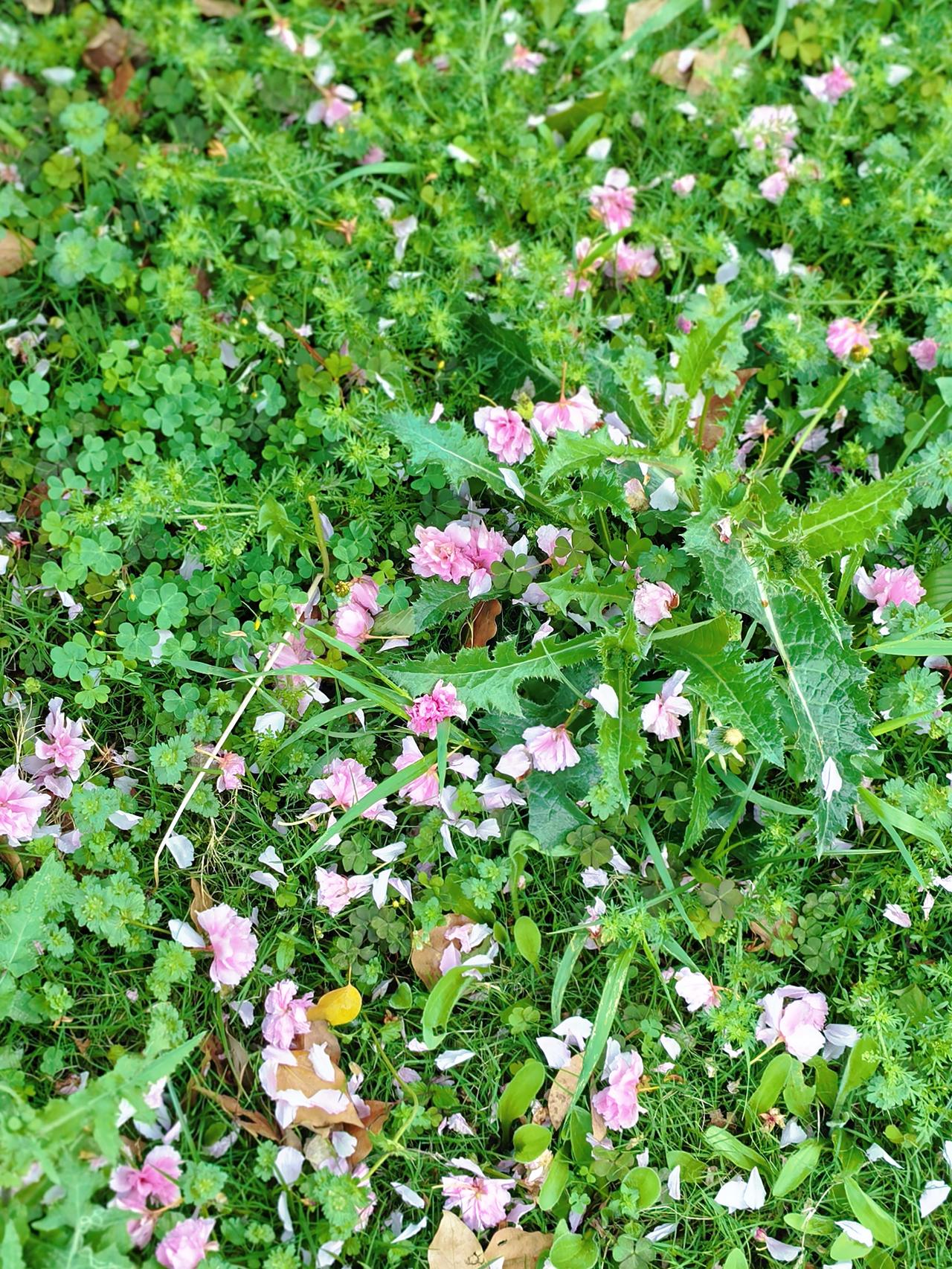 风过之处，
花瓣似
写满心事的信笺，
每一片飘落，
都是对
时光的深情致意。