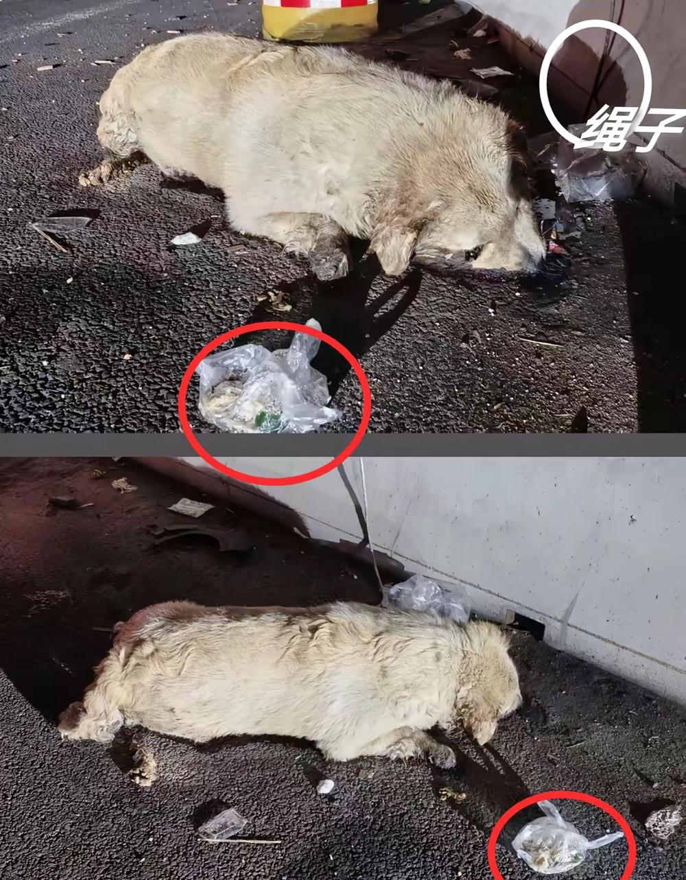国庆回家把狗拴在高速栏杆上，这哪是遗弃？是把陪伴两年的生命，当垃圾一样丢在烈日下
