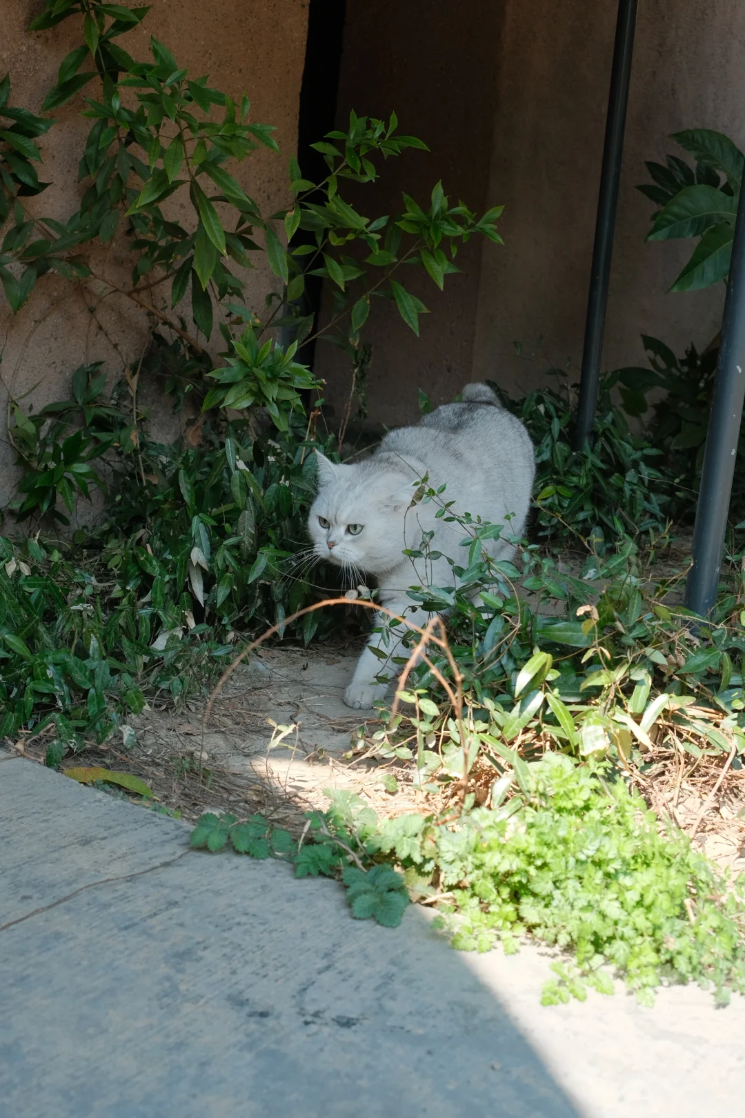 怎么拍到的都是小猫迈左脚！