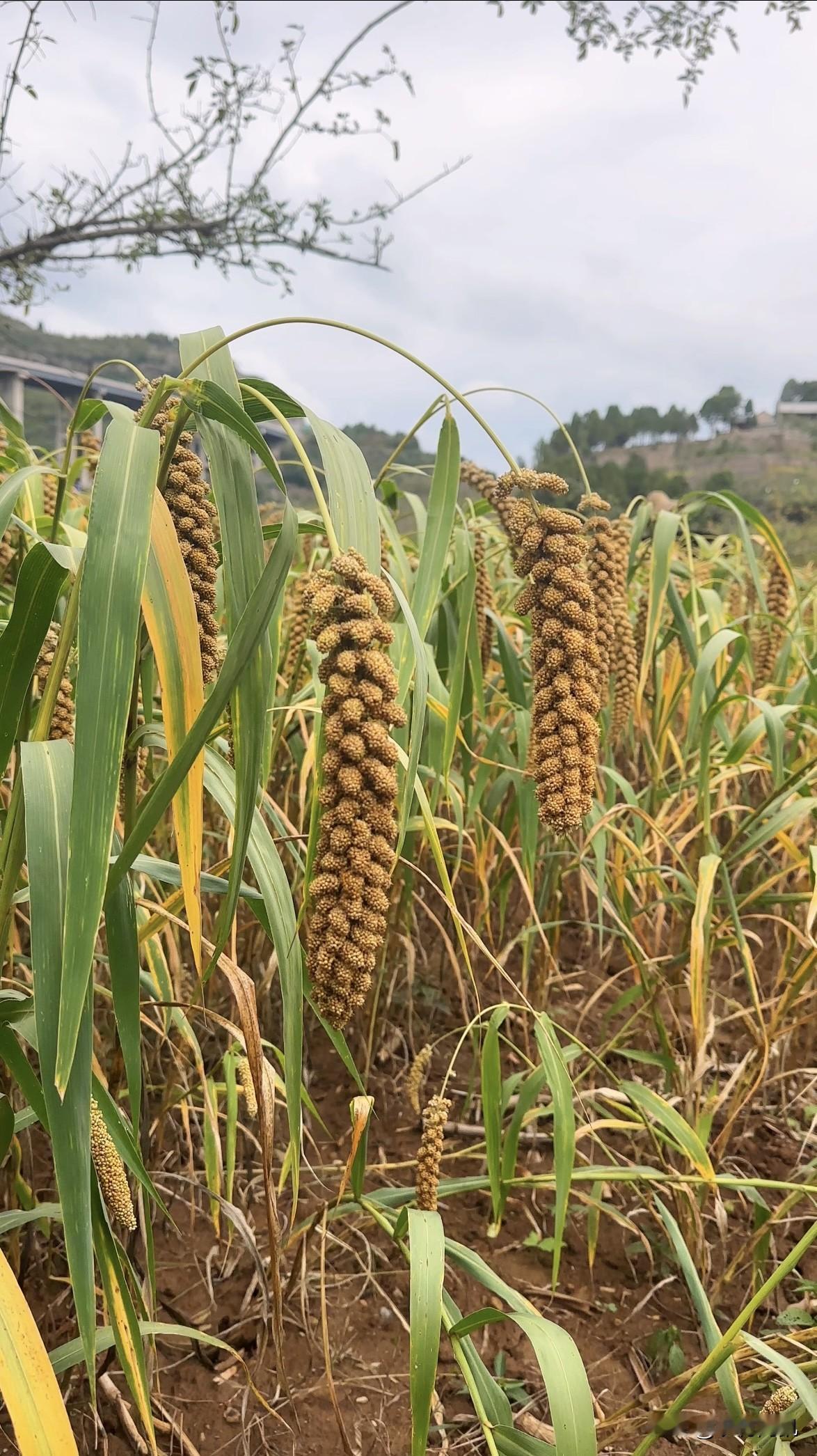 大家期待的已久的新小米终于来了
      今天给大家抽10份五斤小米，大家关注