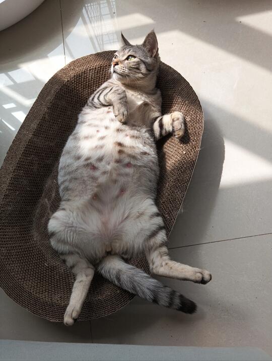 猪咪日常晒太阳