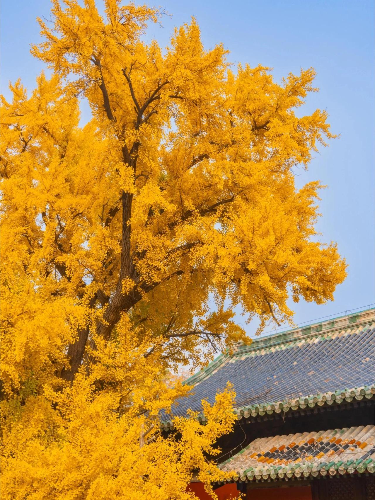 七律  无题（九九）

清风掠发染幽香，
四野盈眸景致藏。
月上梢头如梦令，
枝