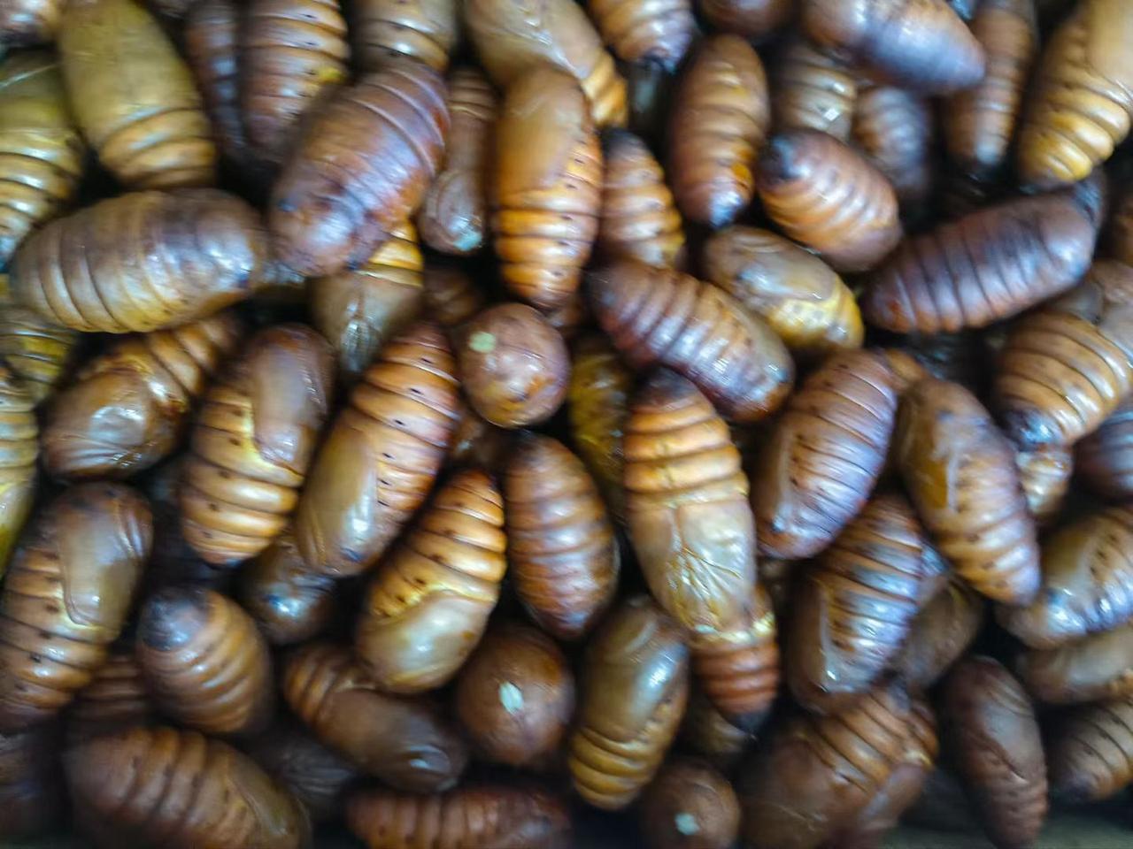 那油煎过的蚕蛹，金黄油亮地盛在白瓷盘里，像是一些沉睡的、缩小的梦。我迟疑地夹起一