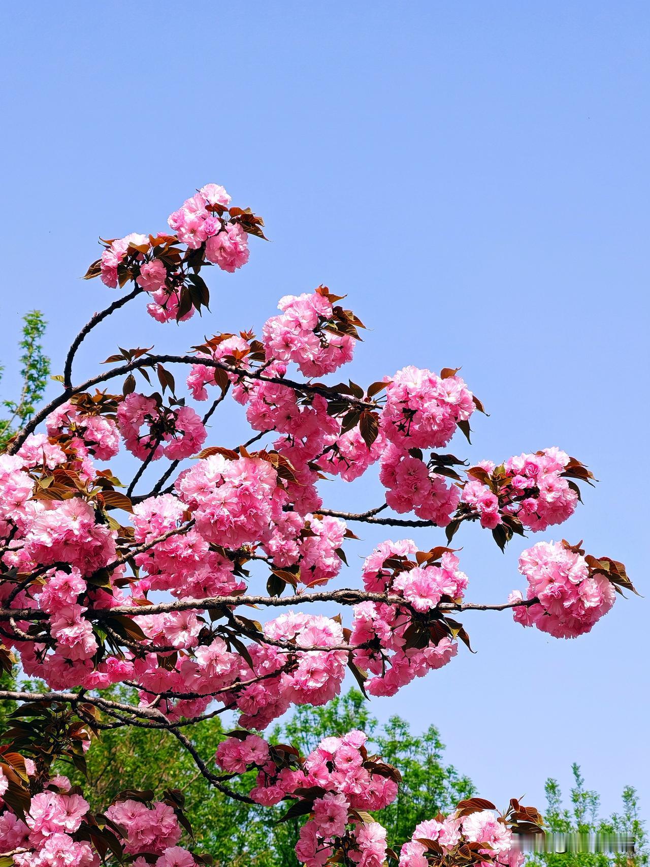 粉黛春光里，花影映晴空。