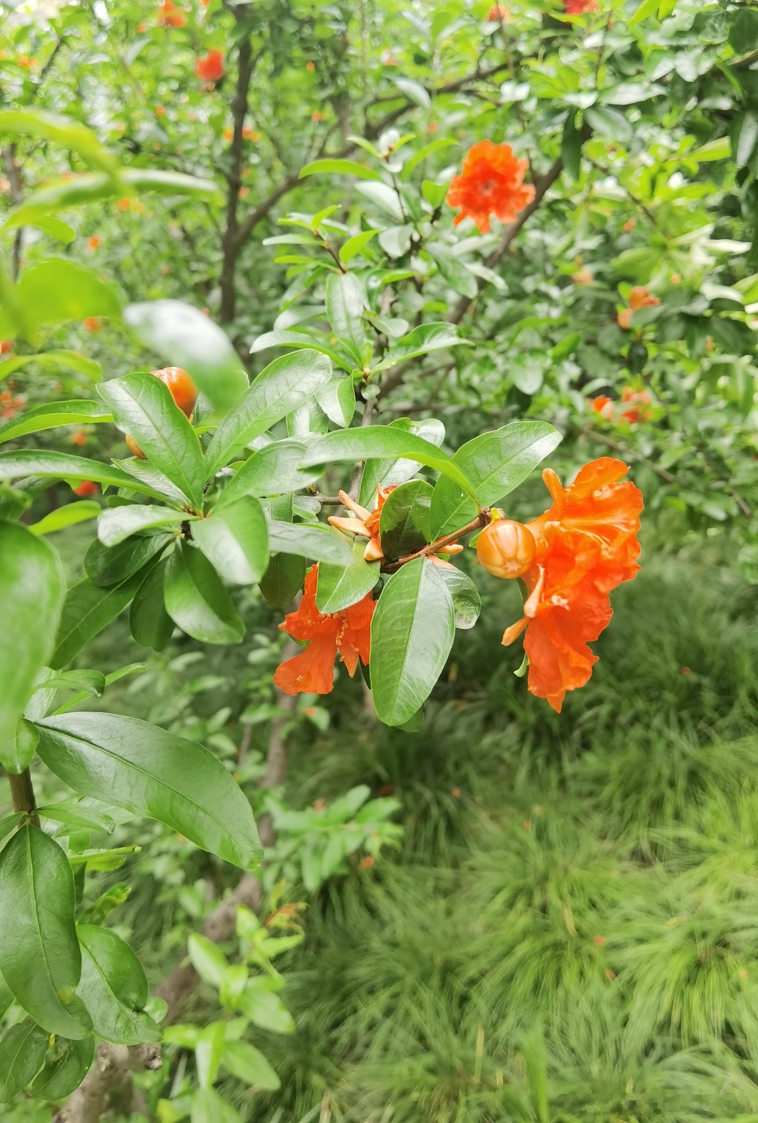 石榴花开得很欢 ​​​