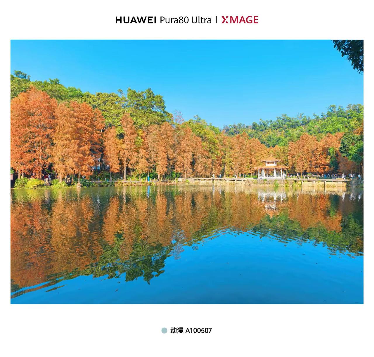 XMAGE影像｜仙湖境像。每年的仙湖植物园的落羽杉，仙湖与落羽杉的的结合，XMA