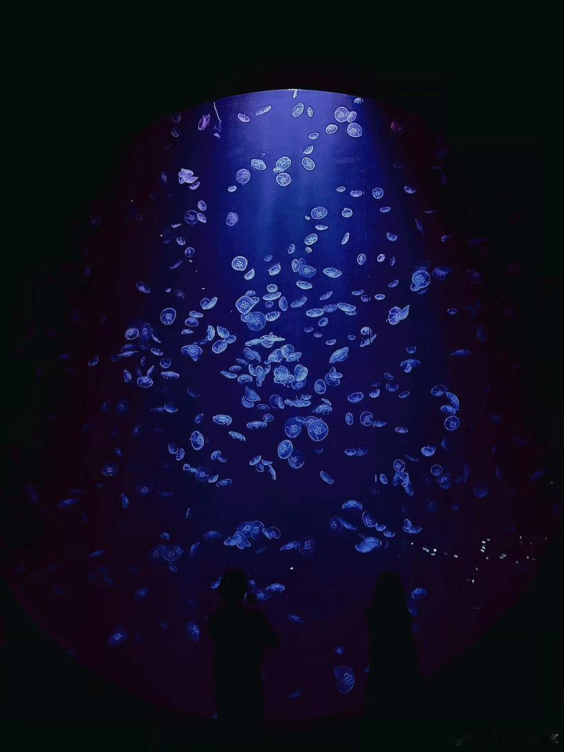 如果我也变成一条鱼🐟如果你也变成了氧气🫧 ​​​