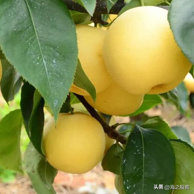 一般情况下，黄苹果是不卖的，留着我们自己吃，放木柜子里，玩儿回来，渴了饿了，就掀