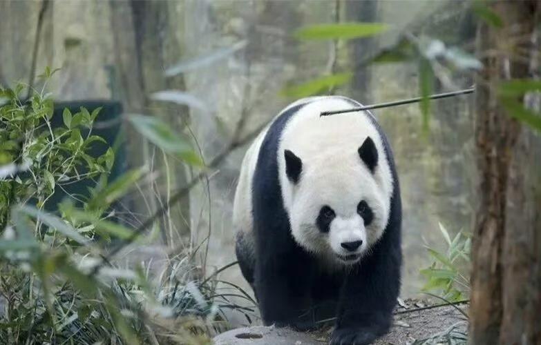 最近日本的社交媒体上，大家都在聊同一件事：以后去日本可能看不到大熊猫了。这个消息