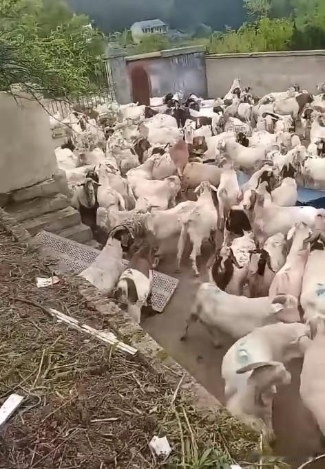 贵州一男子在熟人建议下，贷款买了543只羊，从河南运到贵州玉屏开始放养。谁知，不