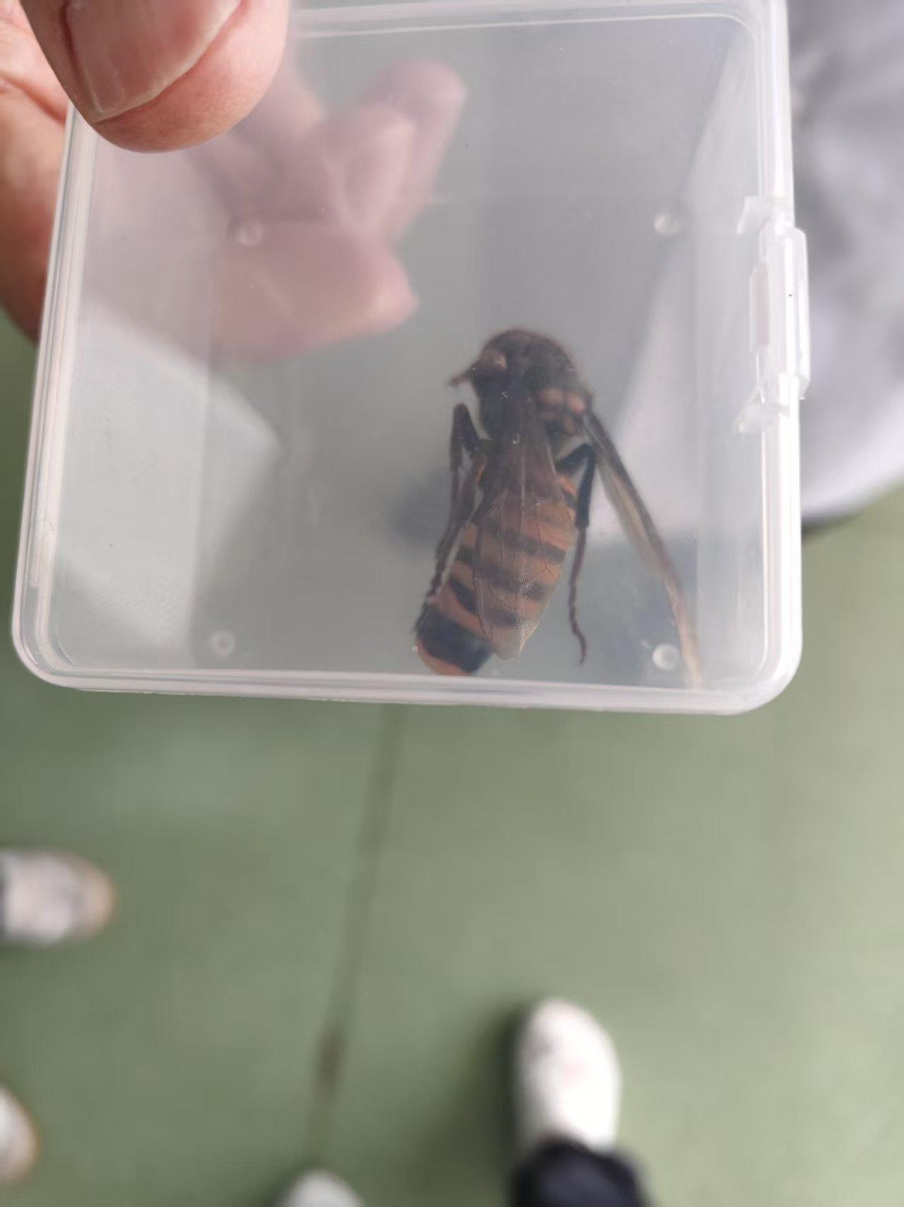 挑战大黄蜂
      一大早晨天挺冷的，刮着大风，一年轻学生穿着一件衬衫匆匆的