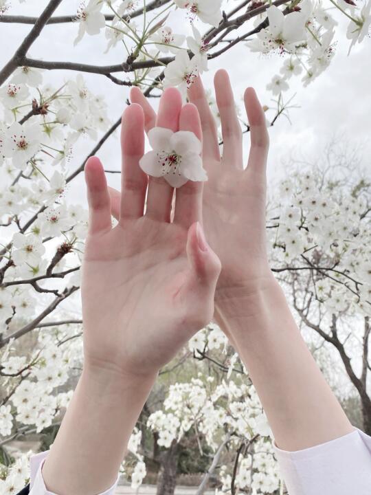 花信风