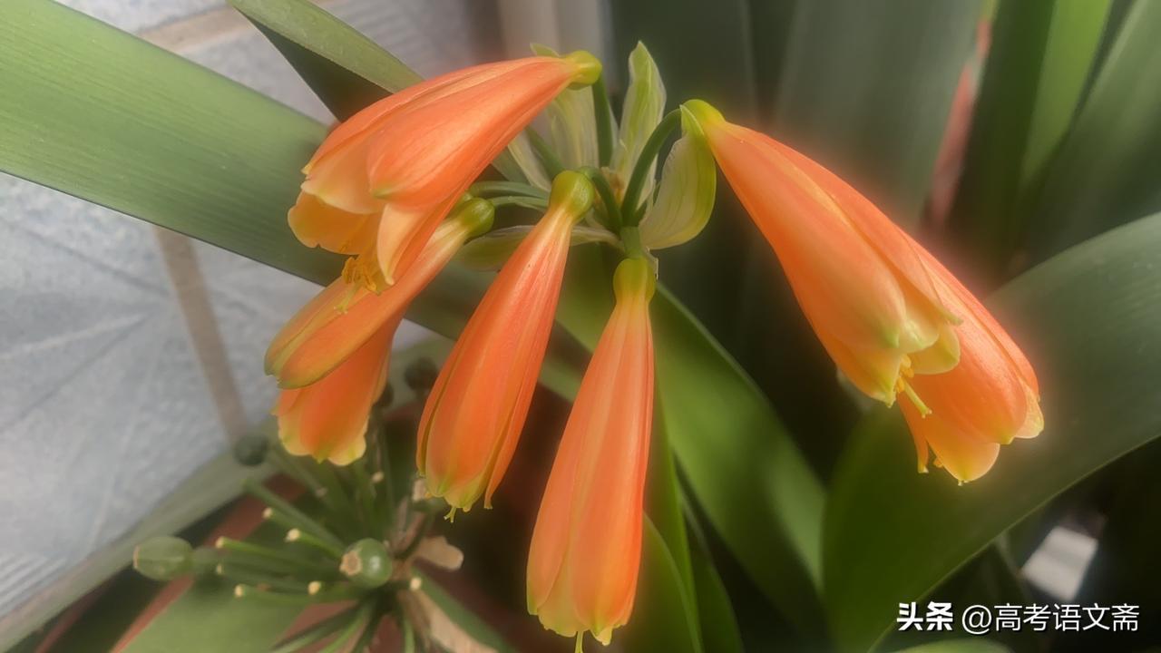 晒一晒相册里的花惊艳的橙花绽放，自然之美尽收眼底！🌸💐