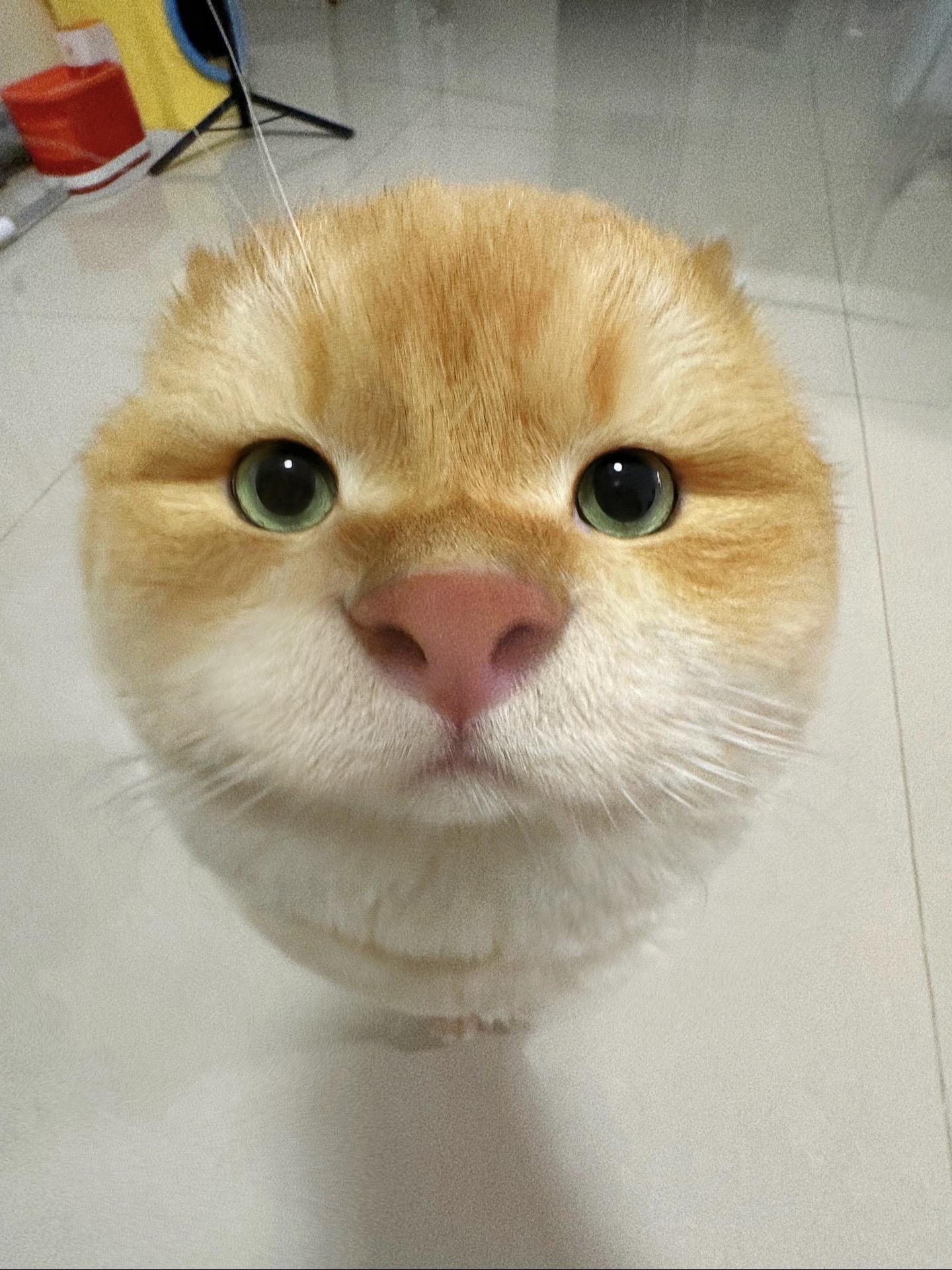 猫猫放心 我拍照包出片儿的。