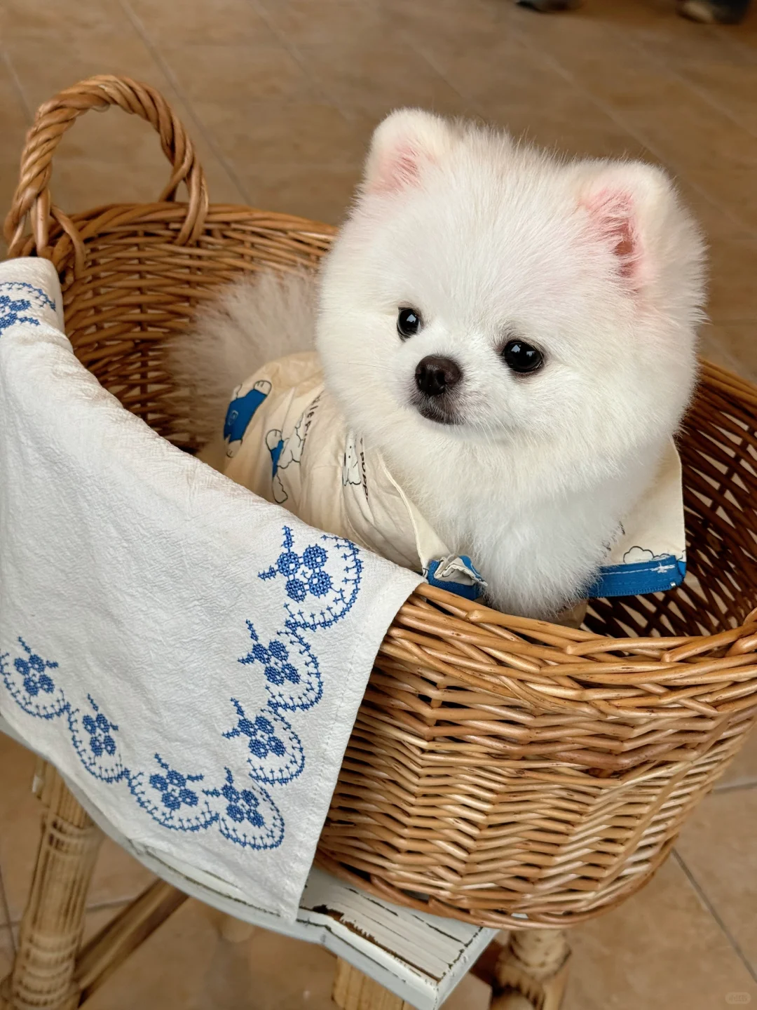 谁家的狗子忘提了🧺