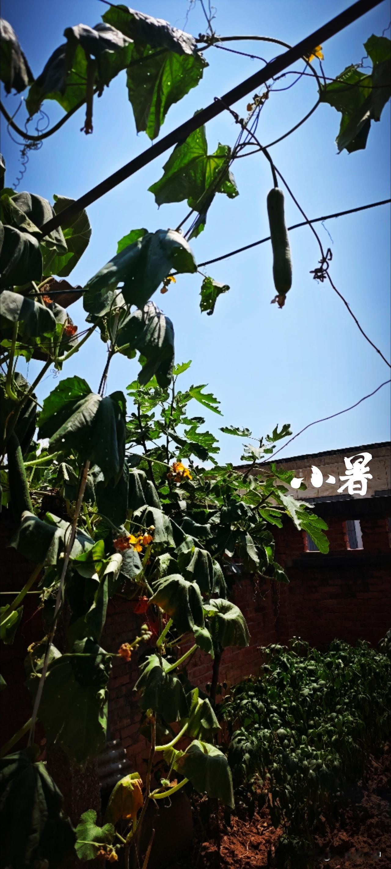 倏忽温风至，因循小暑来。小暑的到来，意味着盛夏正式登场。盛夏虽有暑热，却也有其独