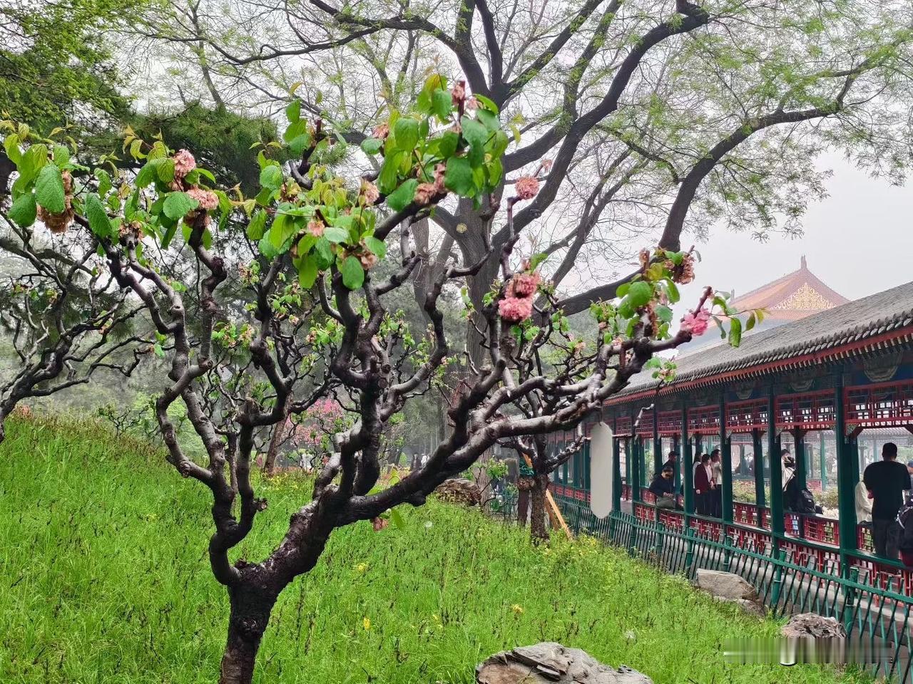 【小对联】
上：……？
下：北平。