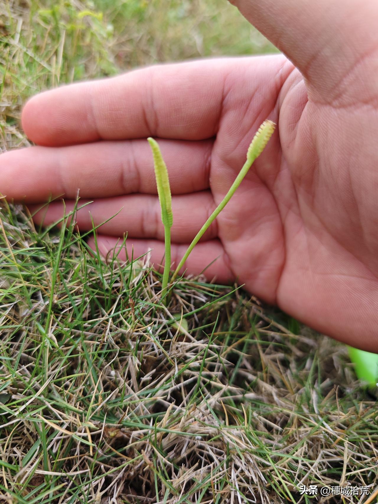 随便找了流溪河边的野草对着识图软件扫，居然扫出“三亿年前的活化石”！

​我没乱