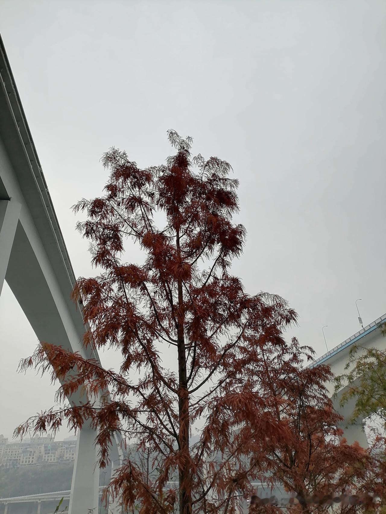 随手一张天空照