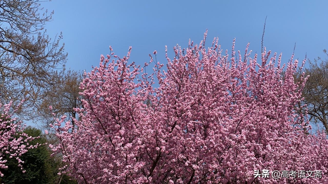 晒图笔记大赛粉嫩樱花盛开，春意盎然，美不胜收！🌸🌸🌸
