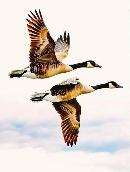 上联:秋声空，秋色空，独留红尘一缕风，
下联:冬意浓，冬韵浓，更显夫妻半世情。