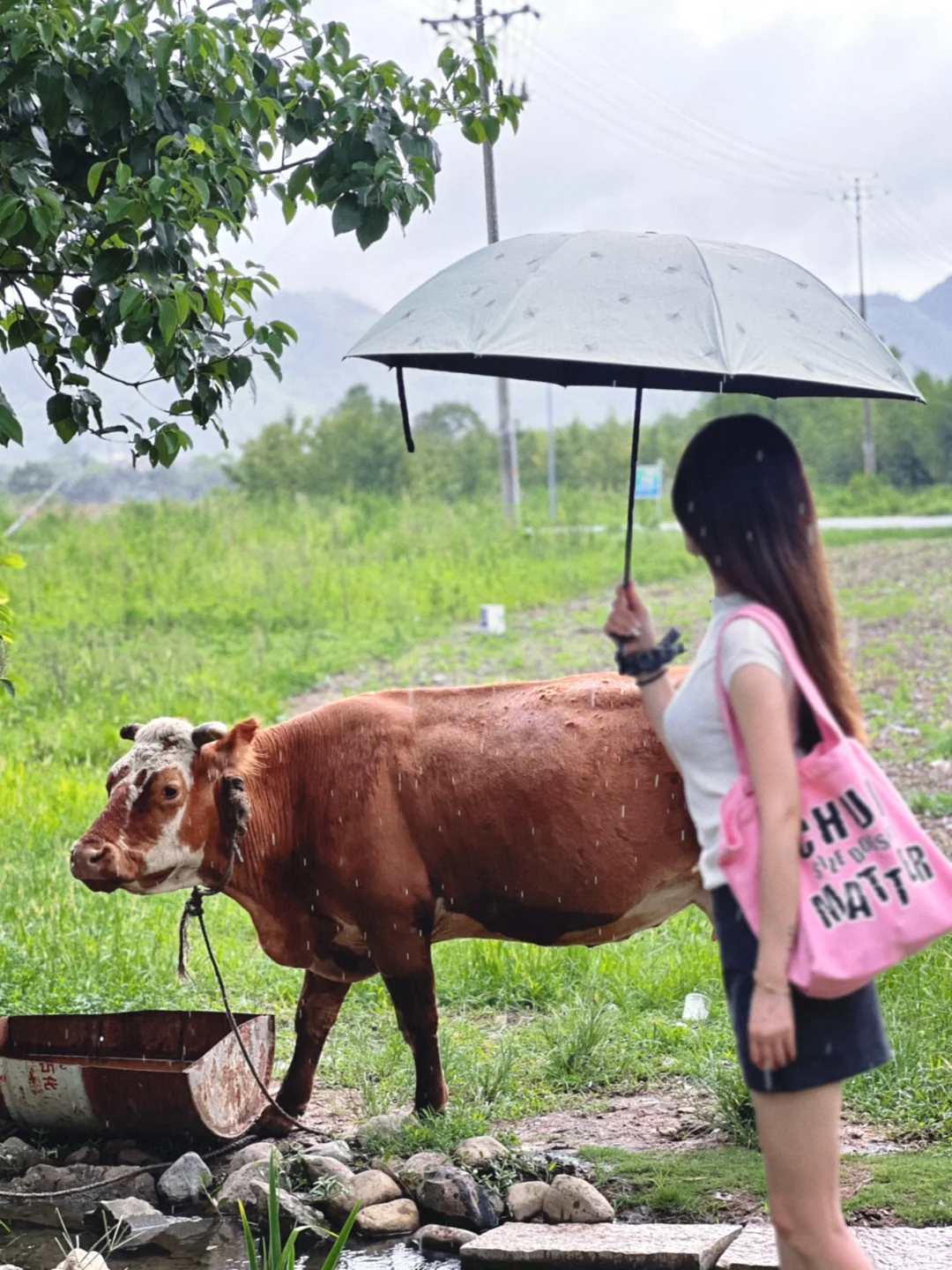 在山边边放牛🐂