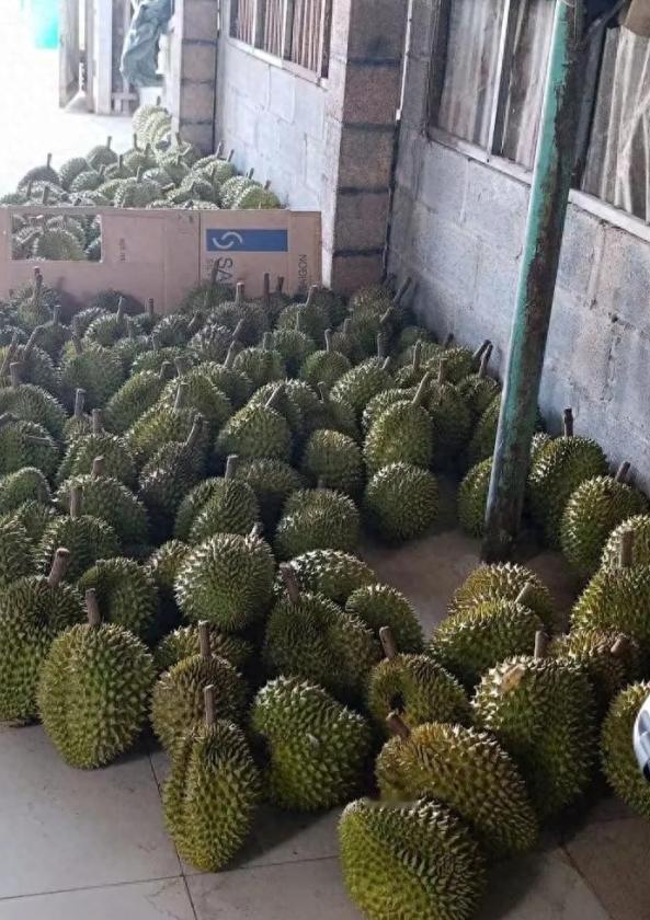 [微风]赚中国人钱毒害中国人！越南榴莲在中国曾一年狂赚30亿，但他们不好好种水果