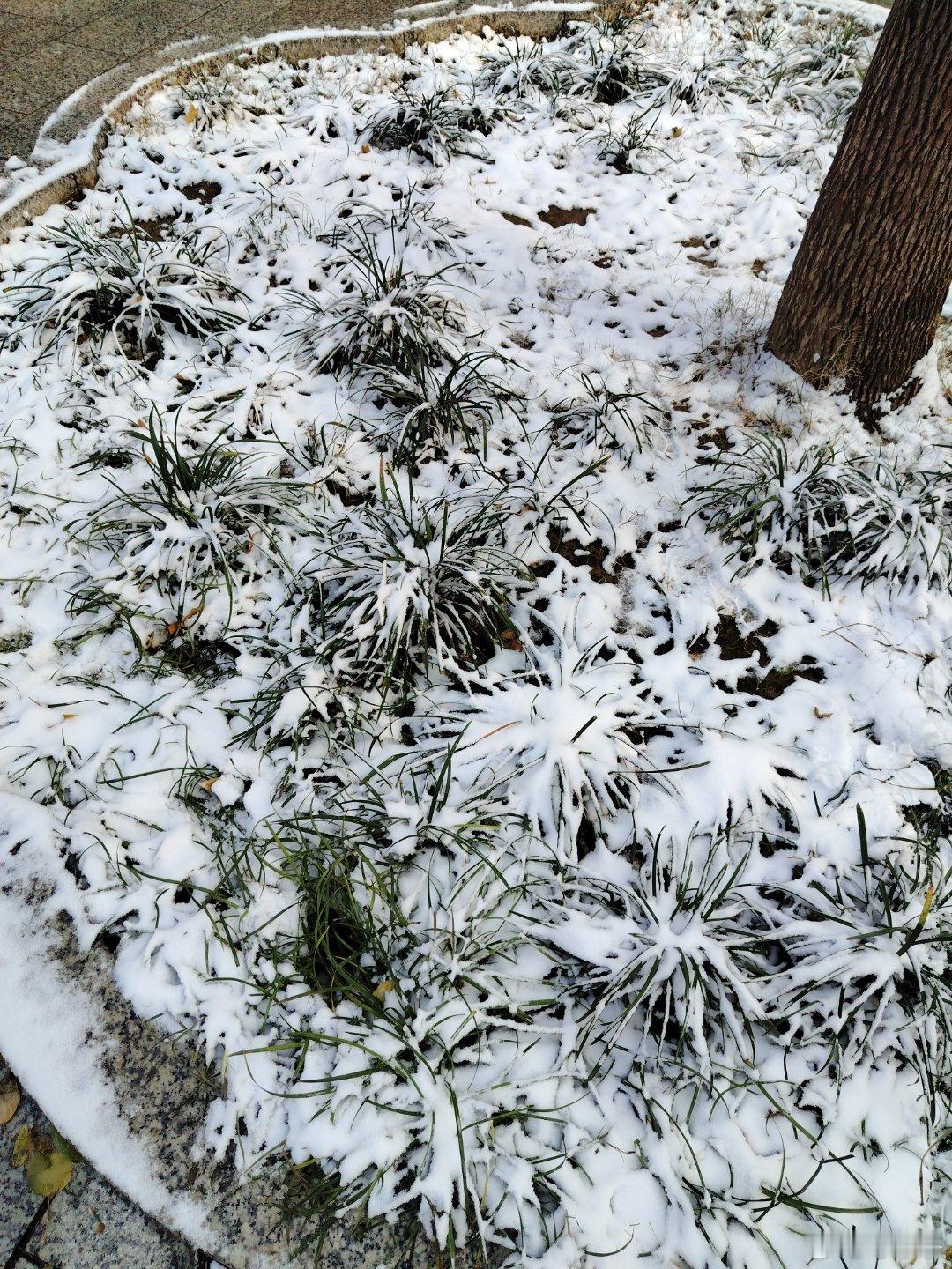 下雪天，最开心的还是孩子。前一秒在家跟姐姐打架哭的嗷嗷叫，出门看到雪立马就开心了