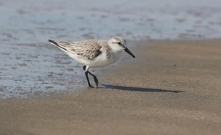 [浮云]不吃不喝飞行11天，跨越13560公里，比轰炸机还能飞！这种鸟怎么做到的